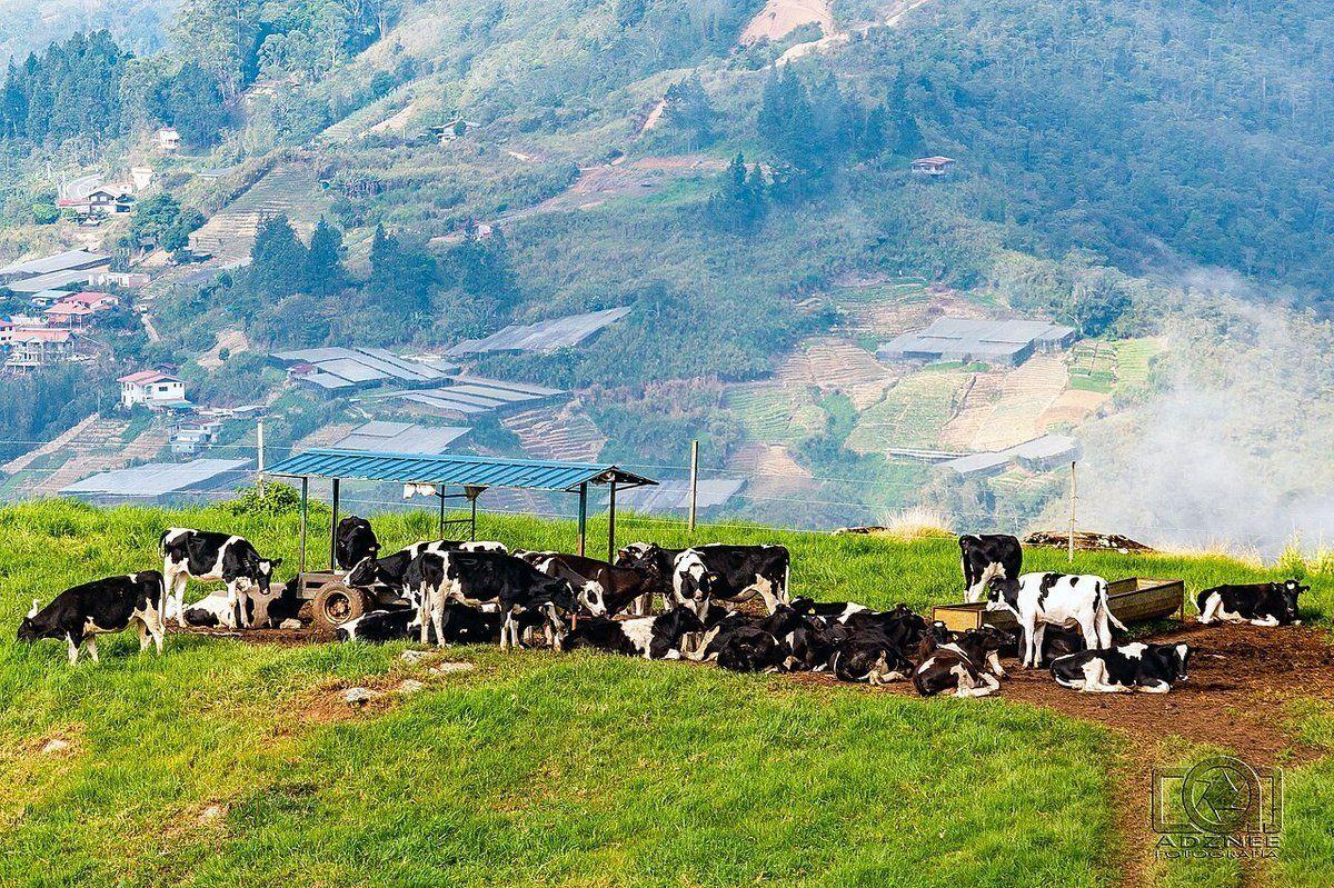 Smart Dairy Farm Launches New Organic Product Line